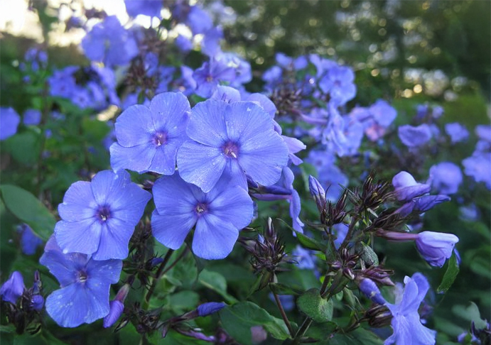 Phlox 'Blue Paradise'