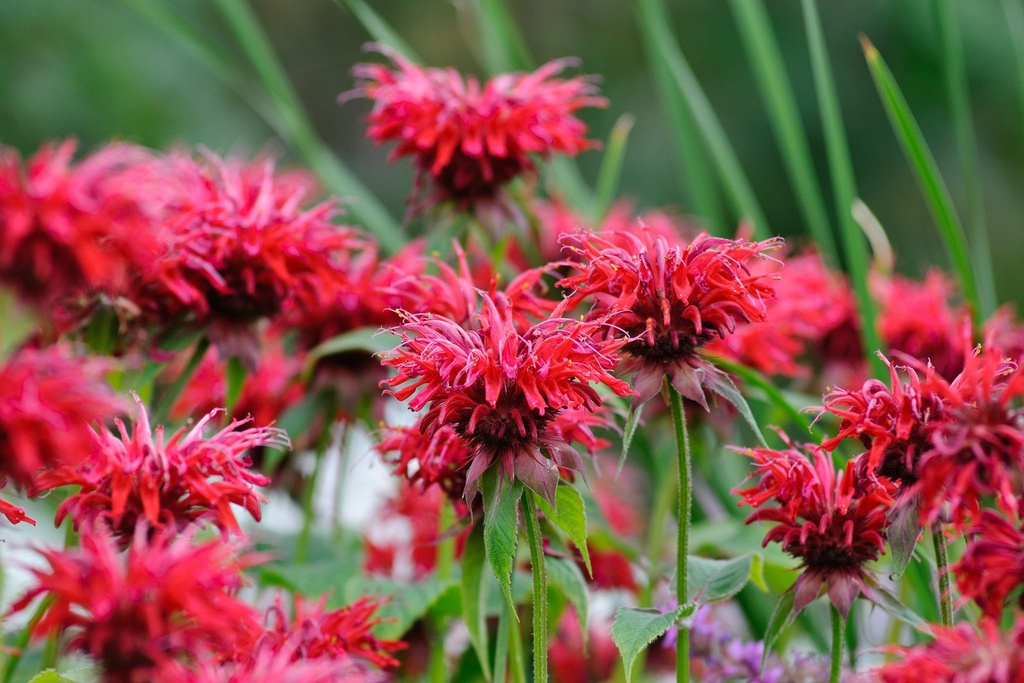 Monarda 'Cambridge Scarlet'