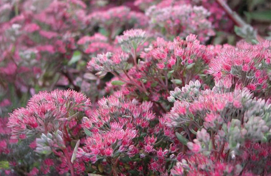 Sedum 'Robustum'