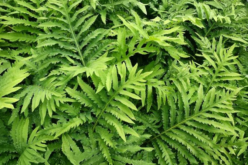 Onoclea sensibilis