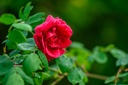 R. moyesii 'Superba'