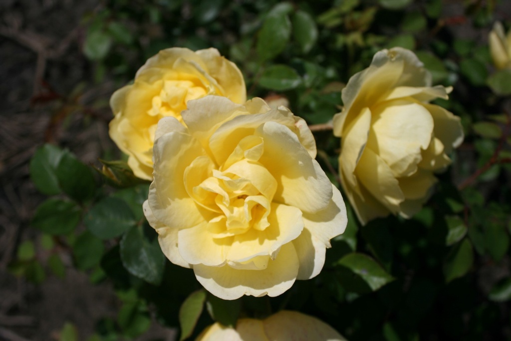Rose de Mondorf-les-Bains