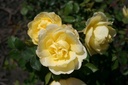 Rose de Mondorf-les-Bains
