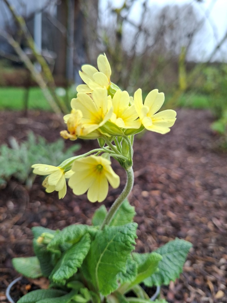 Primula elatior