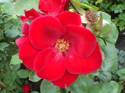 Altissimo