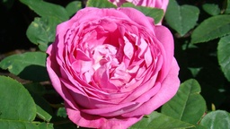 Comtesse Cécile de Chabrillant