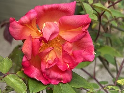Comtesse du Cayla