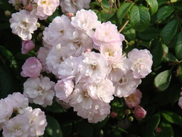 Guirlande Rose®