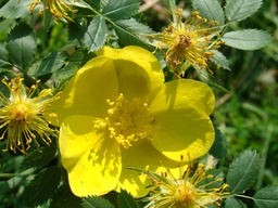 R. foetida
