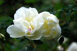R. pimpinellifolia 'Double White'