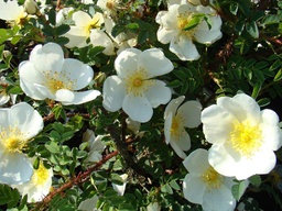 R. pimpinellifolia 'Dunwich Rose'