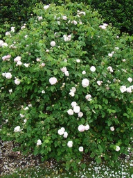 Rose de Schelfhout
