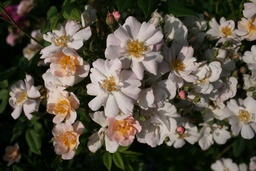The Garland