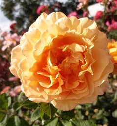 Sonnenwelt®