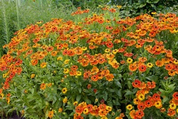 Helenium 'Waltraut'