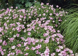 Geranium endressii 'Wargrave Pink'