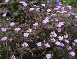 Geranium 'Dusky Crûg'