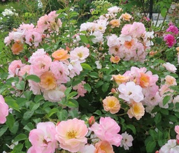 Rose of Hope