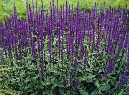 Salvia nemorosa 'Caradonna'