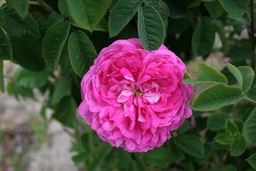 Duc de Cambridge