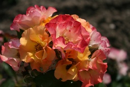 A Rose4All®