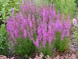 Lysimachia ephemerum