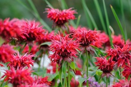 Monarda 'Cambridge Scarlet'
