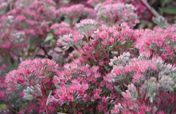 Sedum 'Robustum'