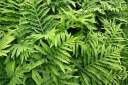 Onoclea sensibilis