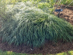 Ophiopogon wallichianus