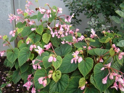 Begonia grandis
